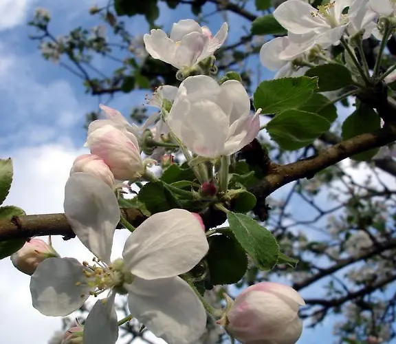 Au Jardin فندق